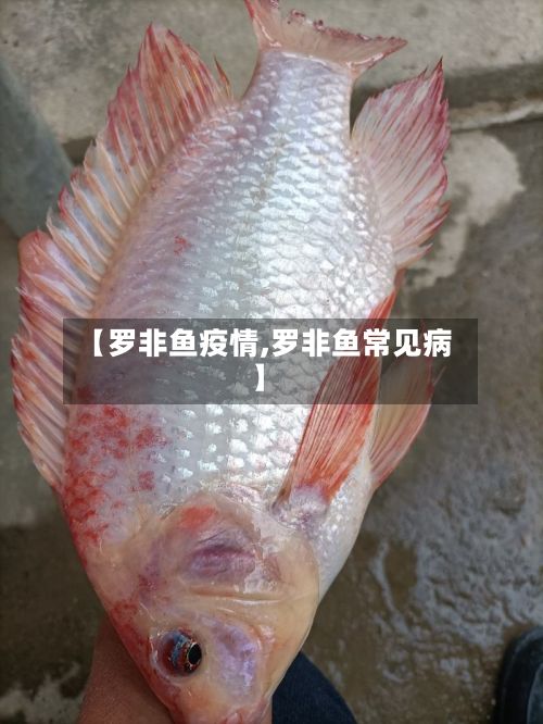 【罗非鱼疫情,罗非鱼常见病】-第3张图片