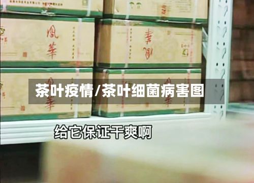茶叶疫情/茶叶细菌病害图-第2张图片