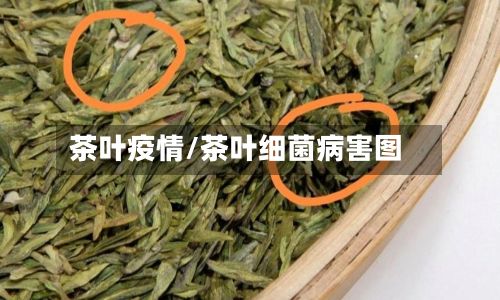 茶叶疫情/茶叶细菌病害图