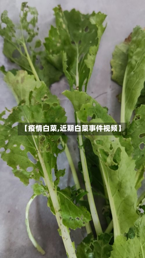 【疫情白菜,近期白菜事件视频】