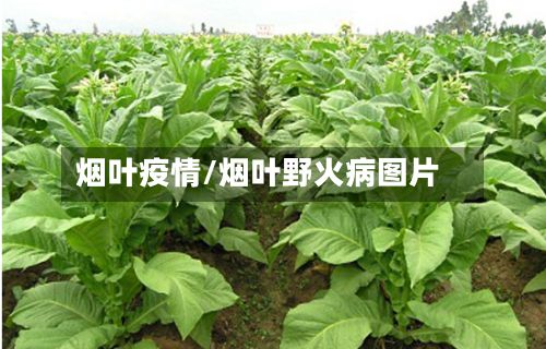 烟叶疫情/烟叶野火病图片
