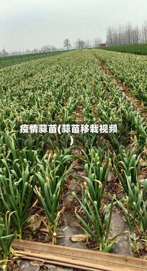 疫情蒜苗(蒜苗移栽视频)-第2张图片