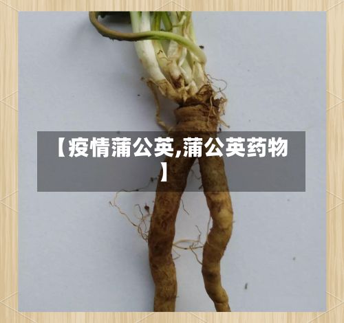 【疫情蒲公英,蒲公英药物】-第2张图片