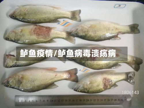 鲈鱼疫情/鲈鱼病毒溃疡病-第2张图片