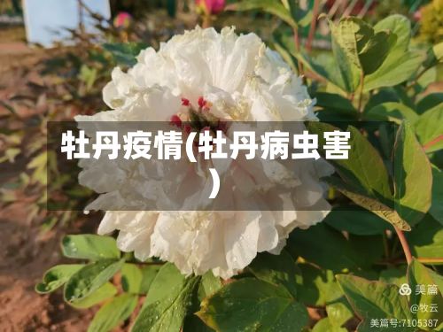 牡丹疫情(牡丹病虫害)-第2张图片