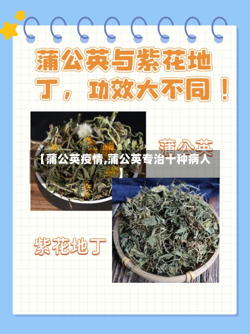 【蒲公英疫情,蒲公英专治十种病人】-第3张图片