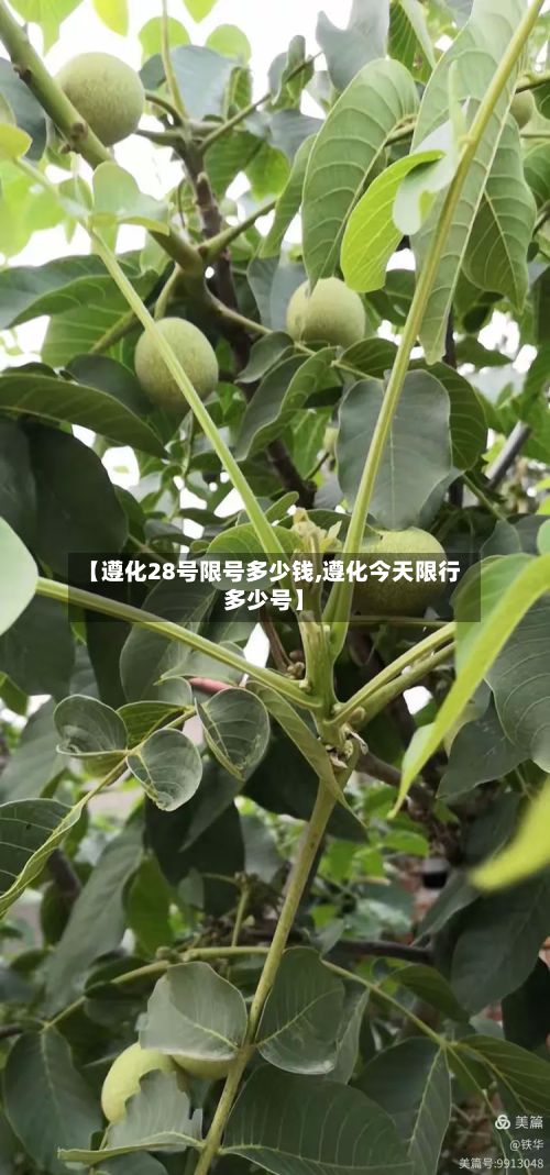 【遵化28号限号多少钱,遵化今天限行多少号】