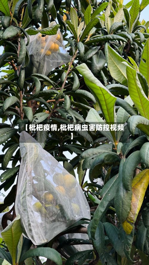 【枇杷疫情,枇杷病虫害防控视频】