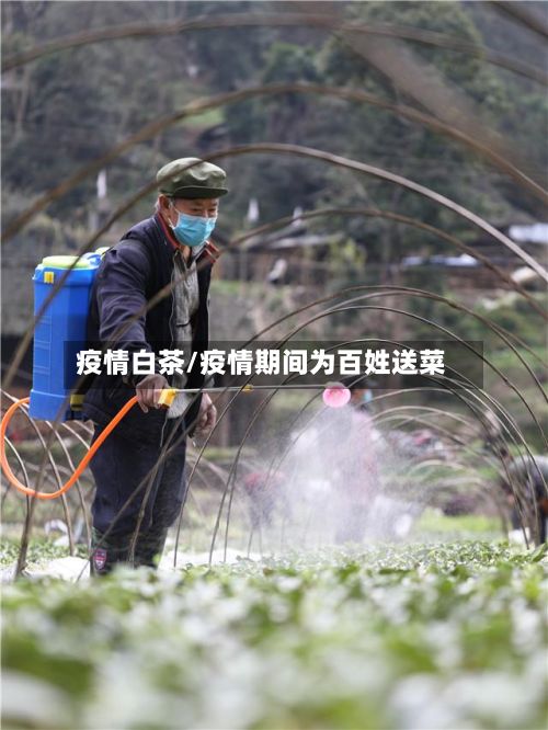 疫情白茶/疫情期间为百姓送菜