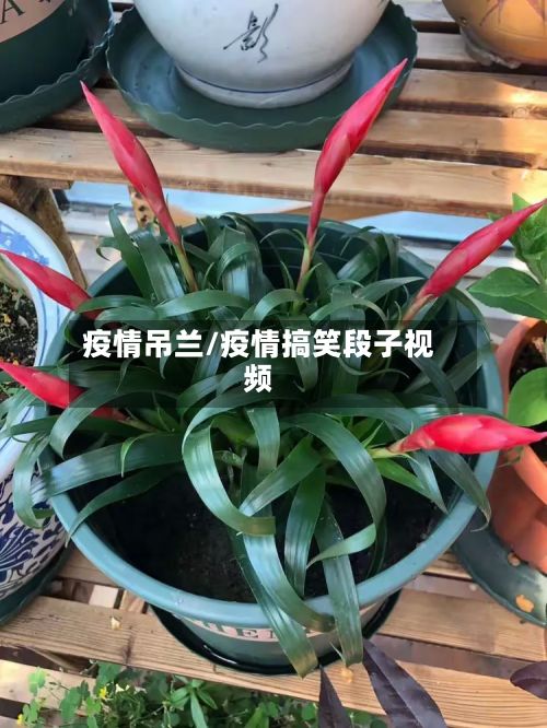 疫情吊兰/疫情搞笑段子视频