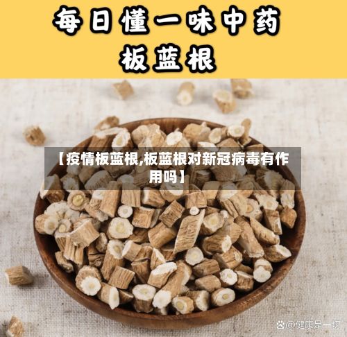 【疫情板蓝根,板蓝根对新冠病毒有作用吗】-第2张图片