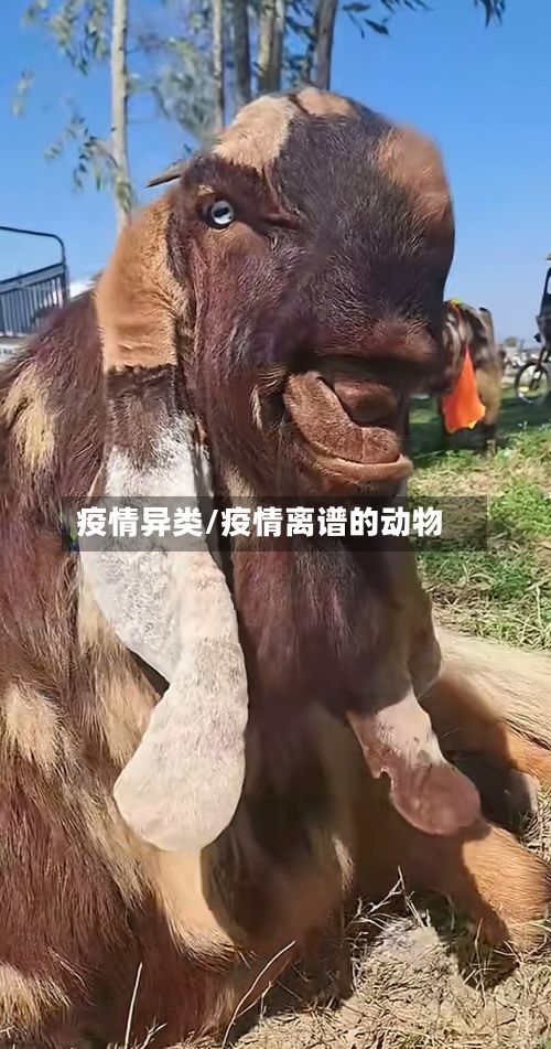 疫情异类/疫情离谱的动物
