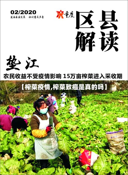 【榨菜疫情,榨菜致癌是真的吗】