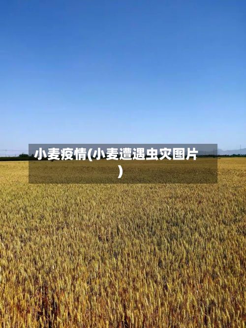 小麦疫情(小麦遭遇虫灾图片)