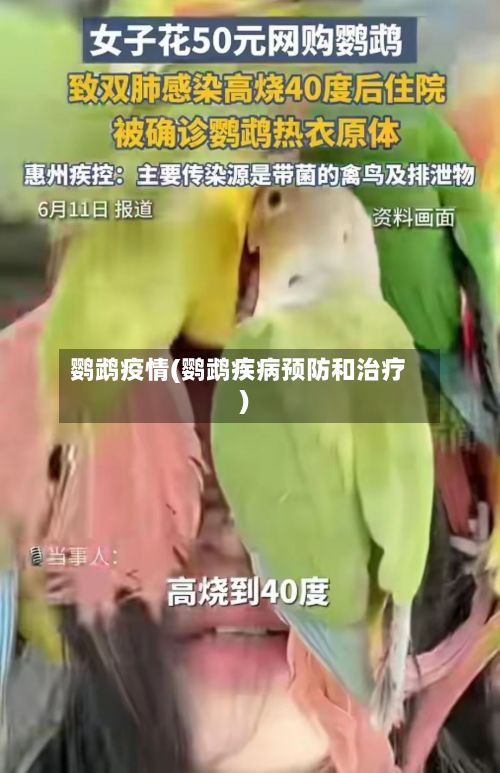 鹦鹉疫情(鹦鹉疾病预防和治疗)-第3张图片