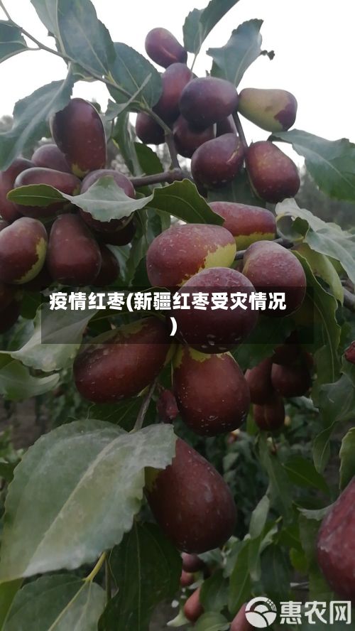 疫情红枣(新疆红枣受灾情况)-第2张图片