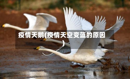 疫情天鹅(疫情天空变蓝的原因)