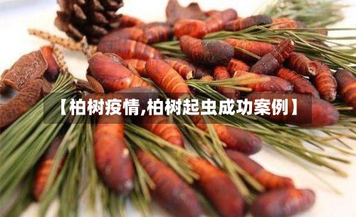 【柏树疫情,柏树起虫成功案例】-第2张图片