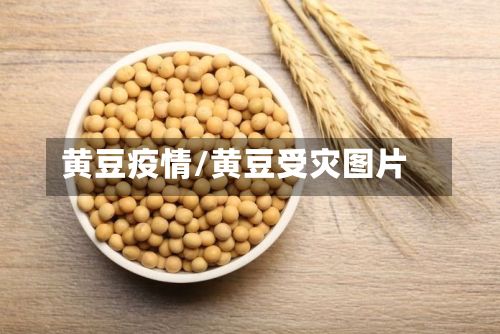 黄豆疫情/黄豆受灾图片-第2张图片