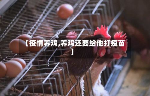【疫情养鸡,养鸡还要给他打疫苗】-第3张图片