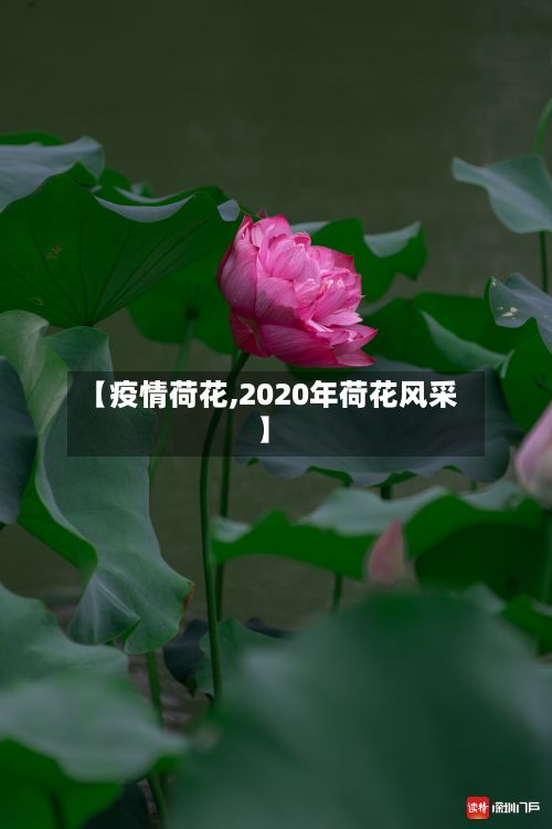 【疫情荷花,2020年荷花风采】-第2张图片