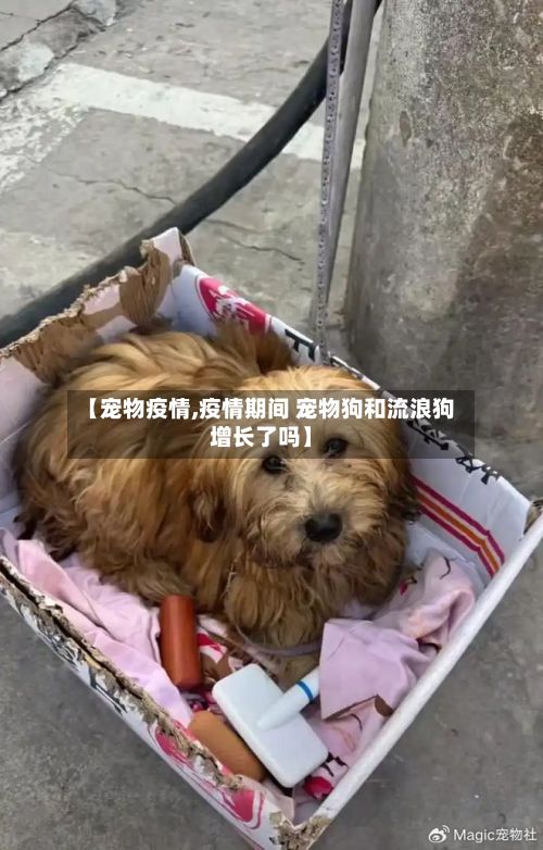 【宠物疫情,疫情期间 宠物狗和流浪狗增长了吗】-第2张图片