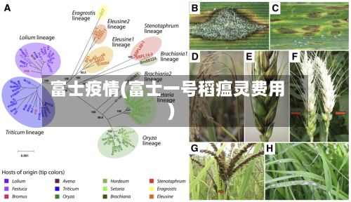 富士疫情(富士一号稻瘟灵费用)-第2张图片