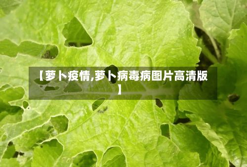 【萝卜疫情,萝卜病毒病图片高清版】-第2张图片